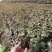 紫薇花盆栽百日红阳台耐热花卉好养盆景庭院绿植正宗红火箭