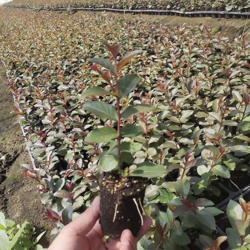 紫薇花盆栽百日红阳台耐热花卉好养盆景庭院绿植正宗红火箭