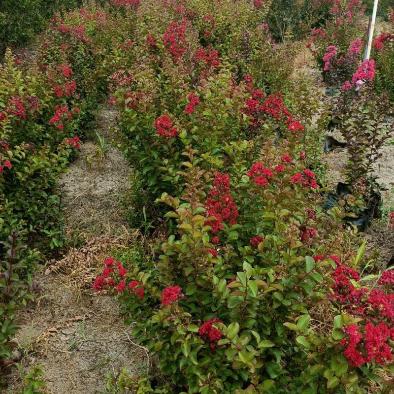 紫薇花盆栽百日红阳台耐热花卉好养盆景庭院绿植正宗红火箭