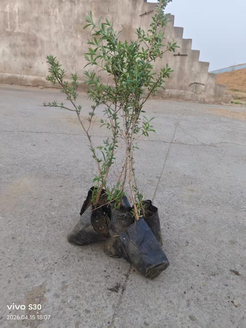 沙棘苗，沙棘杯苗基地直发自家苗圃大量供应可视频看货