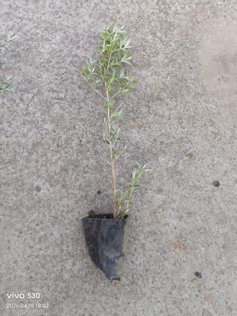 沙棘苗，沙棘杯苗基地直发自家苗圃大量供应可视频看货