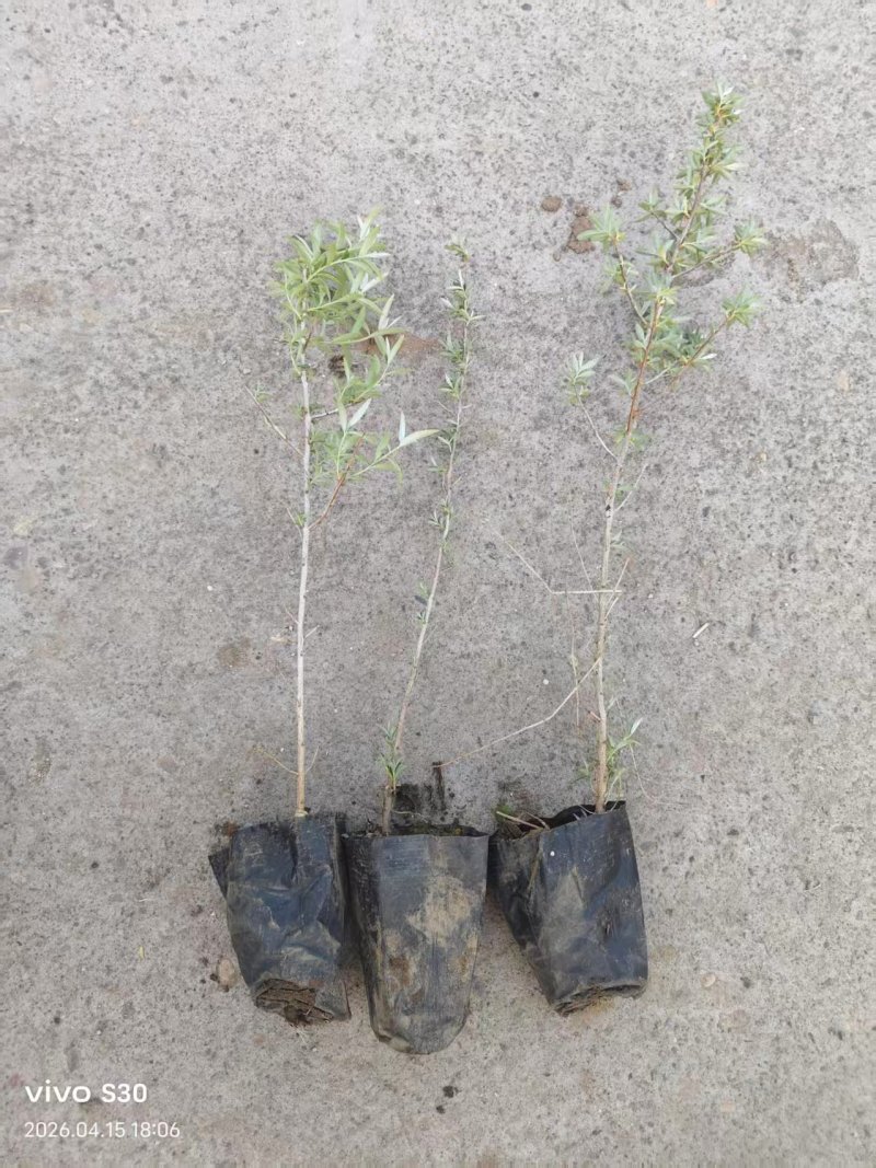 沙棘苗，沙棘杯苗基地直发自家苗圃大量供应可视频看货