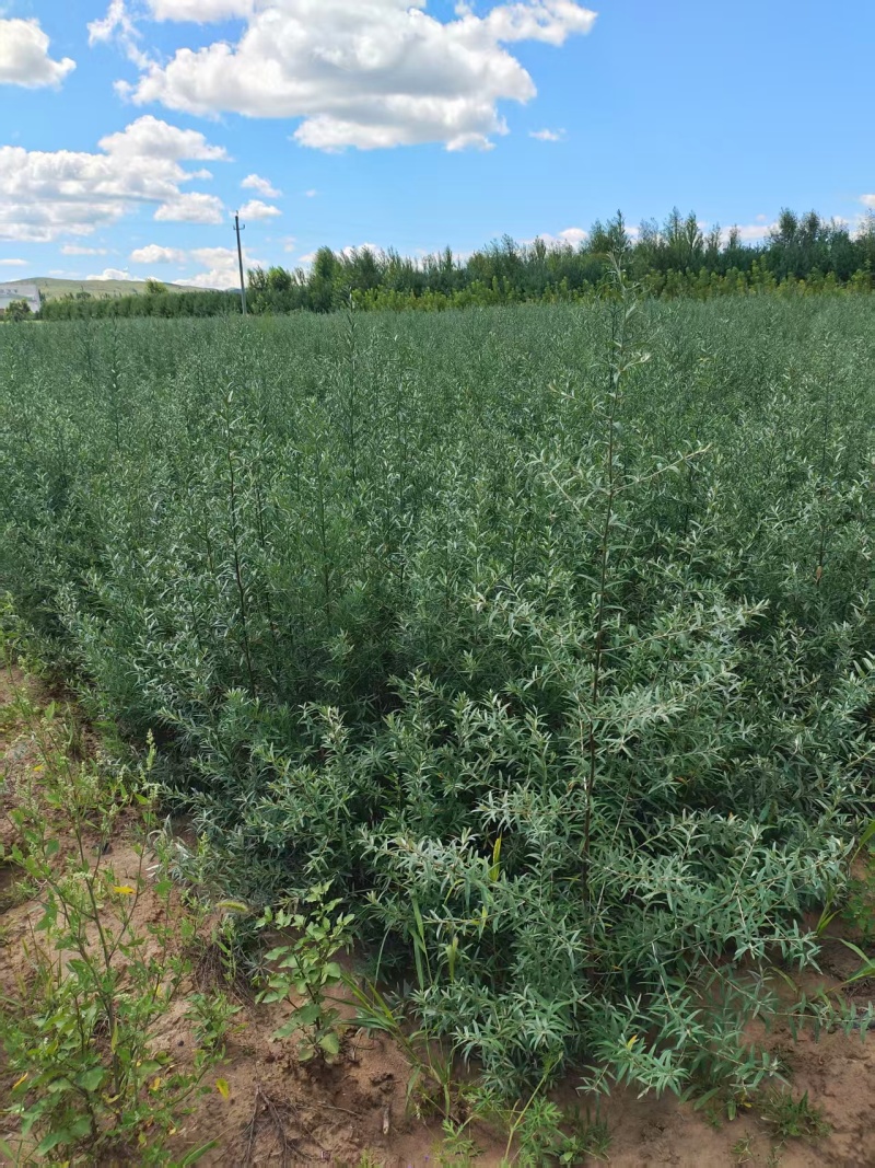 沙棘苗，沙棘杯苗基地直发自家苗圃大量供应可视频看货