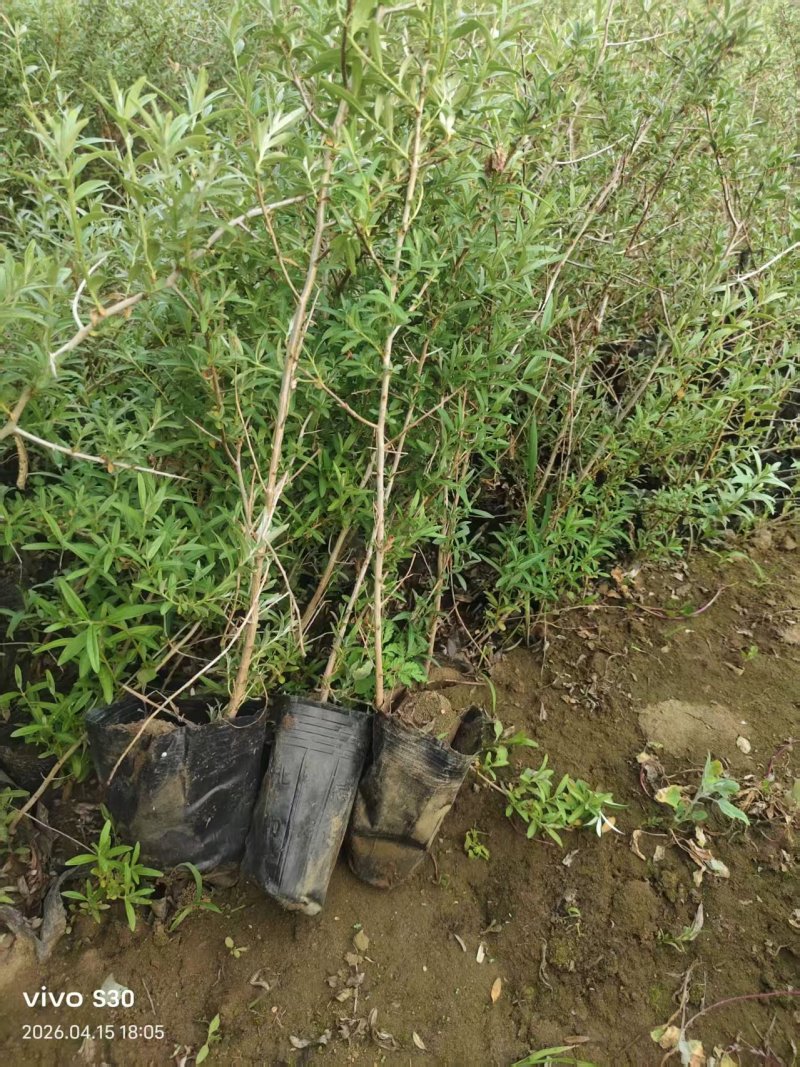 沙棘苗，沙棘杯苗基地直发自家苗圃大量供应可视频看货