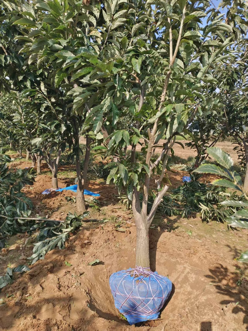 板栗树，栗子树板栗树苗板栗苗基地直发欢迎来电采购