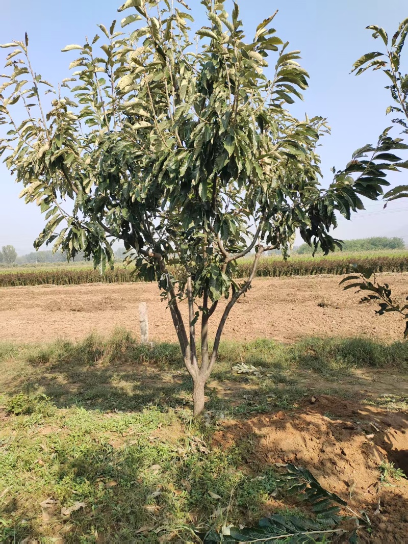 板栗树，栗子树板栗树苗板栗苗基地直发欢迎来电采购