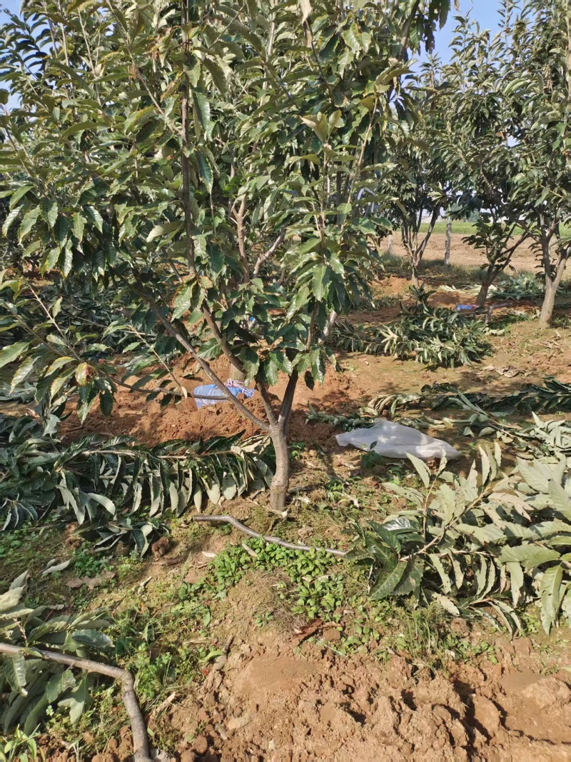 板栗树，栗子树板栗树苗板栗苗基地直发欢迎来电采购