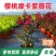紫薇花盆栽百日红阳台耐热花卉好养盆景庭院绿植正宗红火箭