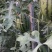 精品小糖丸西瓜产地一手货源全国发货量大价优欢迎随时联系