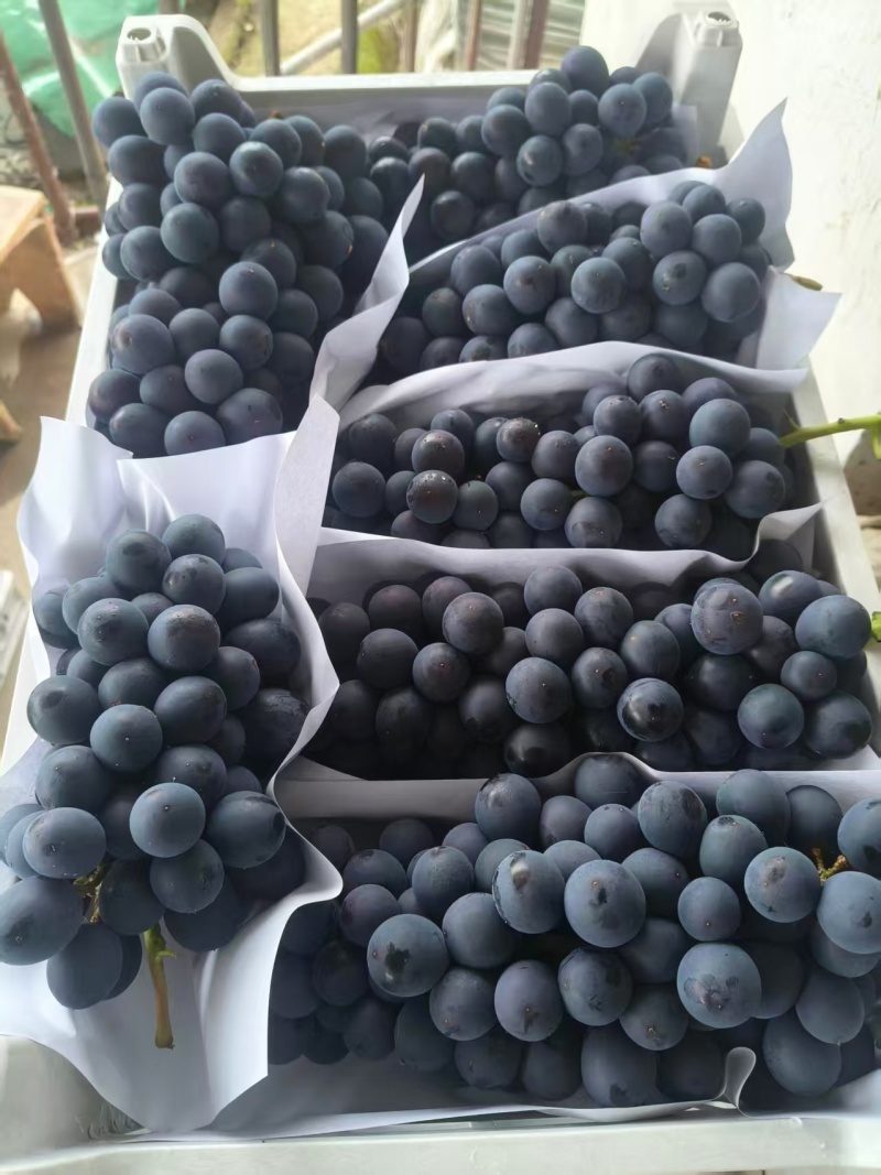 精品夏黑葡萄新鲜上市种植产区现摘现发口感好价格实惠