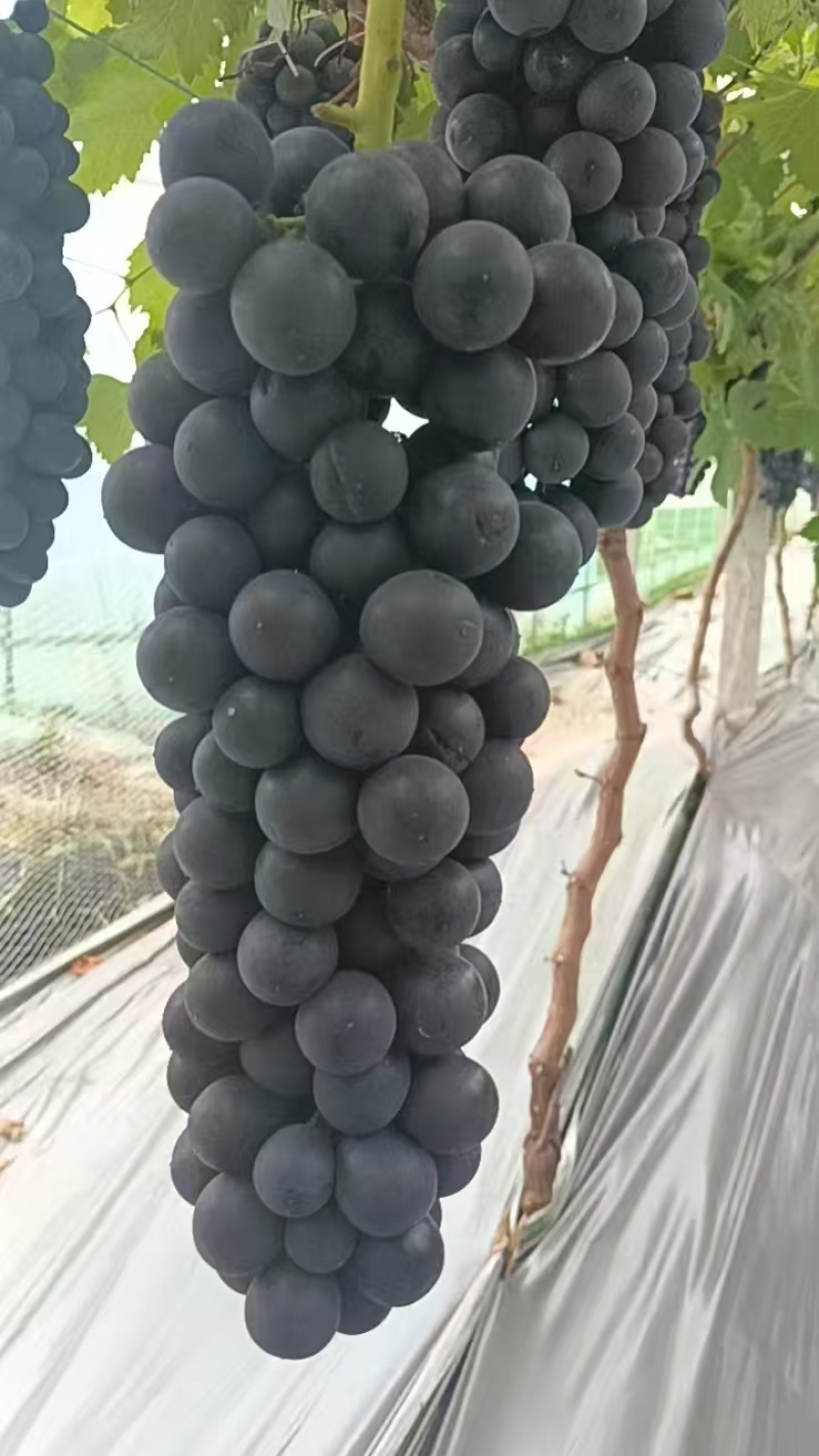 精品夏黑葡萄新鲜上市种植产区现摘现发口感好价格实惠