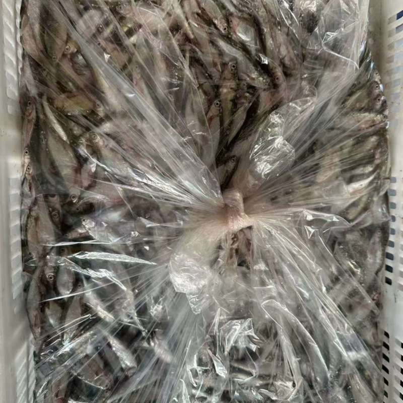 丰餐白条鱼，七公分一下开肚