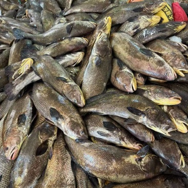 需要的联系，，量大价格优惠，