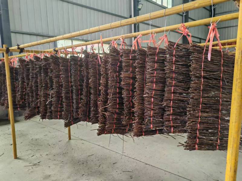 金蝉活苗，金蝉种苗，活体金蝉孵化基地，成活率高，种植方便！