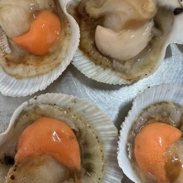俄罗斯夏夷贝