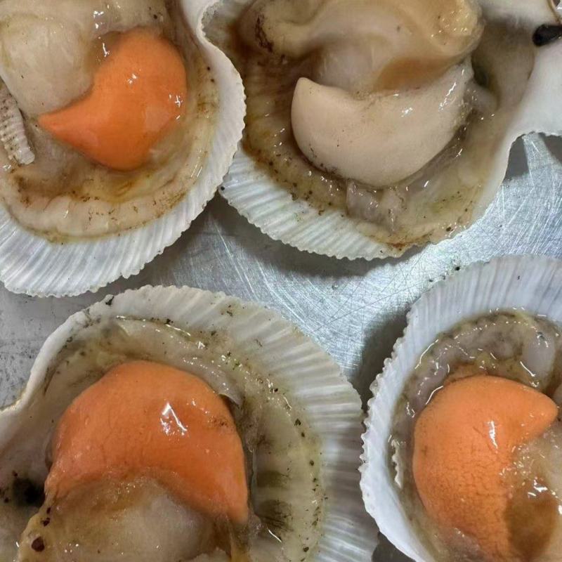 俄罗斯夏夷贝