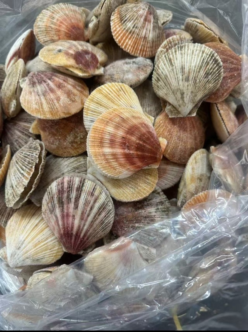 俄罗斯夏夷贝