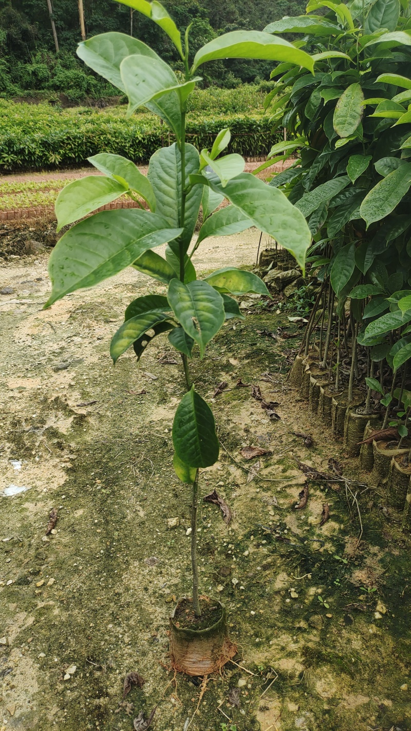精品乐昌含笑小袋苗/含笑苗木/