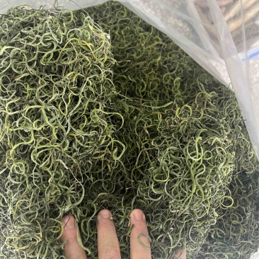长白山纯本地货肾精茶，4—5十岁兄弟姐妹来吧