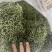 长白山纯本地货肾精茶，4—5十岁兄弟姐妹来吧
