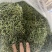 长白山纯本地货肾精茶，4—5十岁兄弟姐妹来吧
