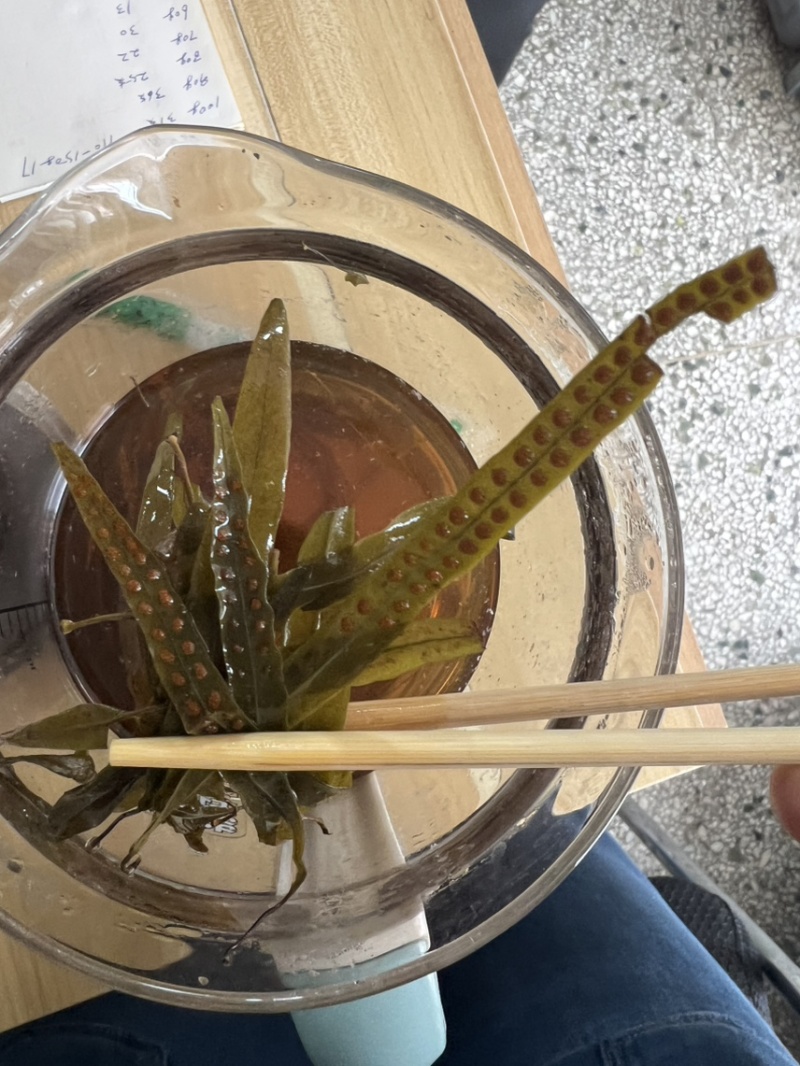 长白山纯本地货肾精茶，4—5十岁兄弟姐妹来吧