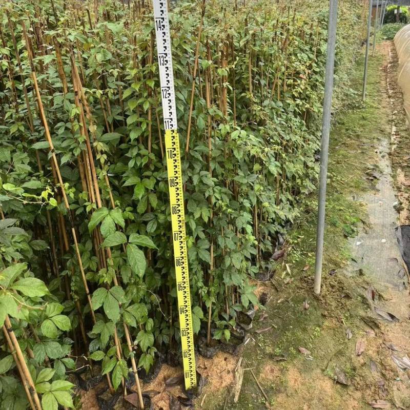 爬山虎基地直供一手货源量大价格实惠欢迎选购