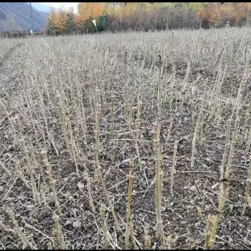 刺嫩芽苗一年苗，成活率高，基地发货，量大从优