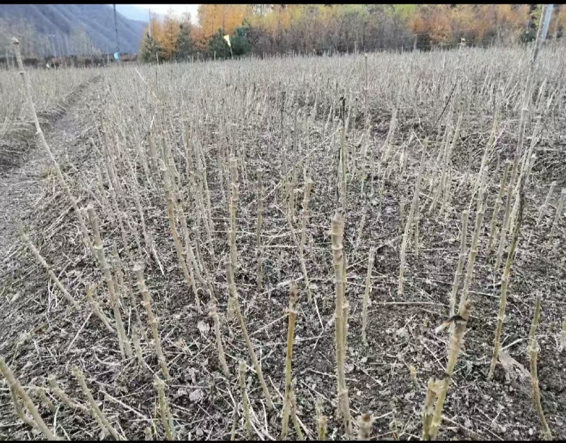 刺嫩芽苗一年苗，成活率高，基地发货，量大从优
