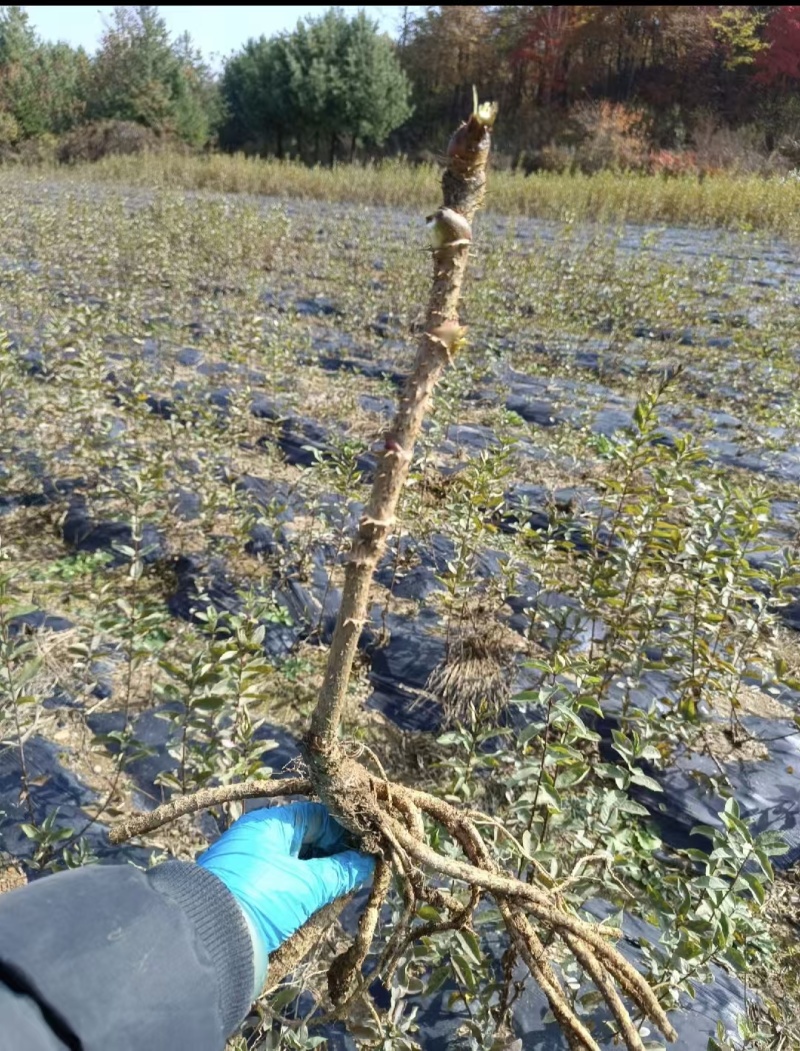 刺嫩芽苗一年苗，成活率高，基地发货，量大从优