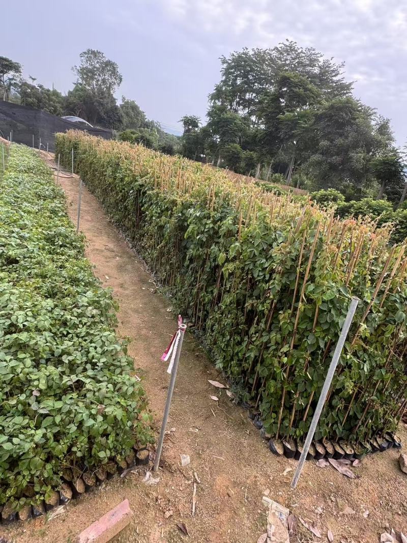 爬山虎基地直供一手货源量大价格实惠欢迎选购