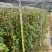 爬山虎基地直供一手货源量大价格实惠欢迎选购