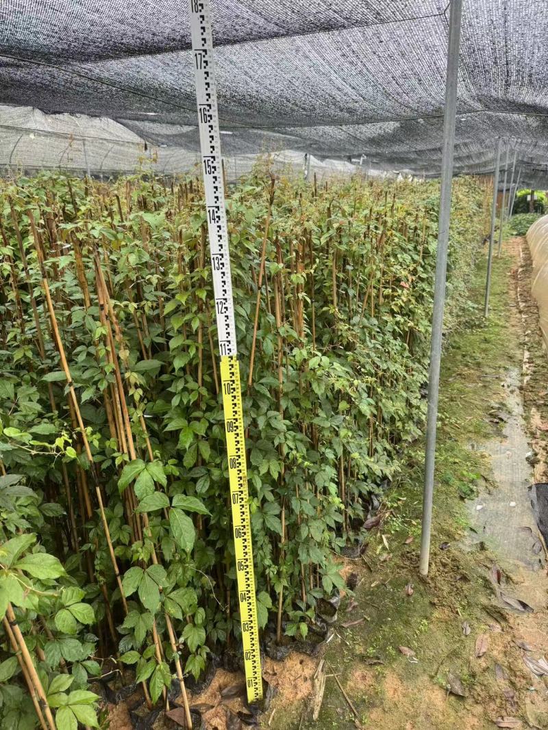 爬山虎基地直供一手货源量大价格实惠欢迎选购
