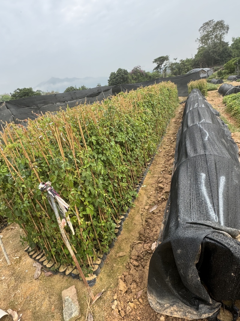 爬山虎基地直供一手货源量大价格实惠欢迎选购