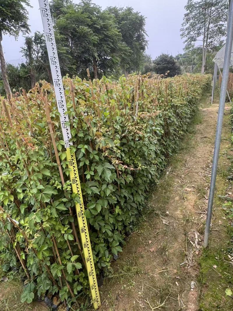 爬山虎基地直供一手货源量大价格实惠欢迎选购