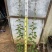 炮仗花自家基地自产自销量大价格实惠欢迎选购