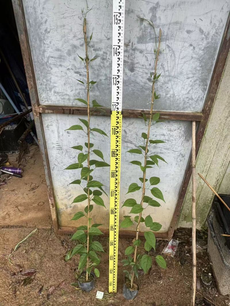 炮仗花自家基地自产自销量大价格实惠欢迎选购