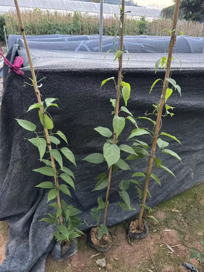炮仗花自家基地自产自销量大价格实惠欢迎选购