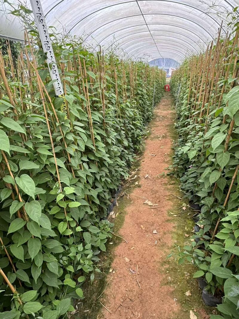 炮仗花自家基地自产自销量大价格实惠欢迎选购