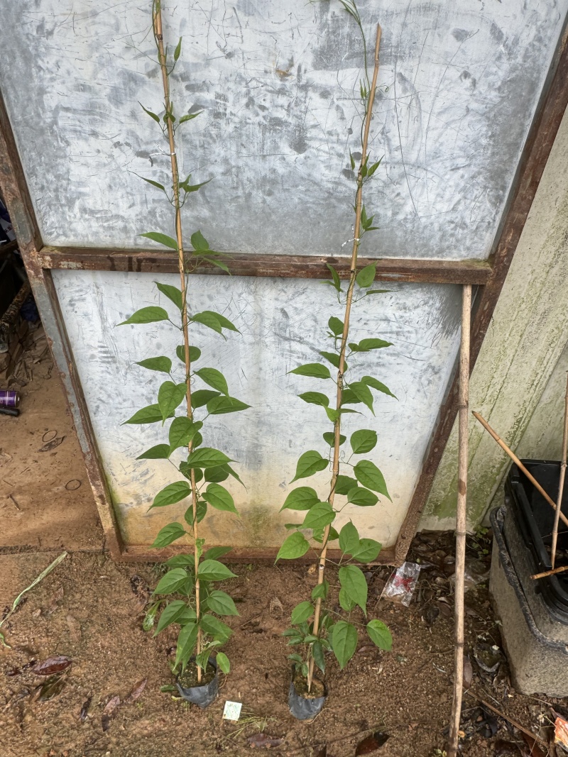 炮仗花自家基地自产自销量大价格实惠欢迎选购