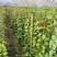 炮仗花自家基地自产自销量大价格实惠欢迎选购