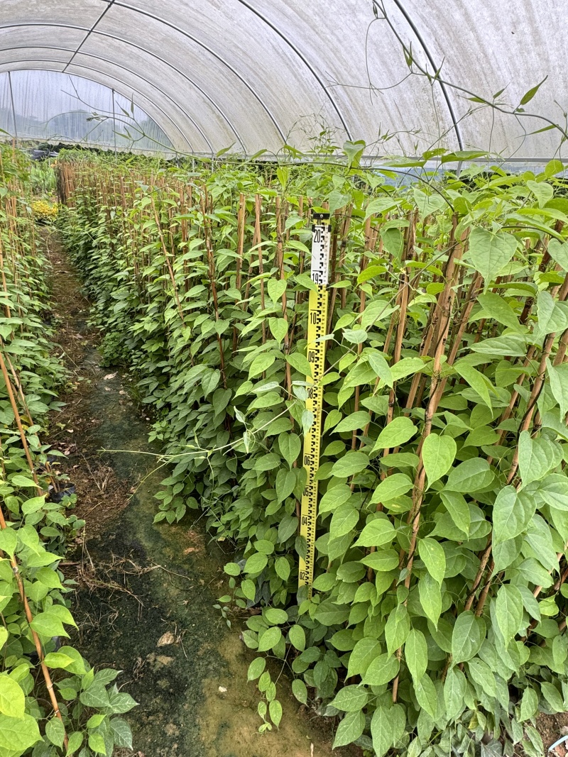 炮仗花自家基地自产自销量大价格实惠欢迎选购