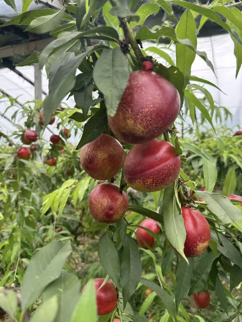 中油4号油桃中油19现摘现发产地直供