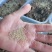 活蚁金蝉苗孵化基地！成活率高！种植方便！技术指导！