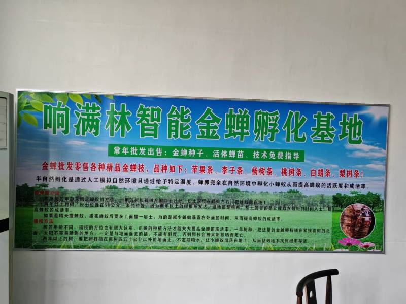 活蚁金蝉苗孵化基地！成活率高！种植方便！技术指导！