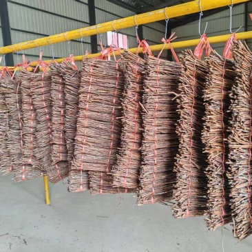 金蝉种苗，金蝉活苗，活体金蝉孵化基地，成活率高！
