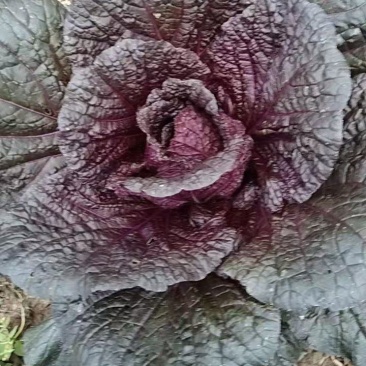 紫白菜