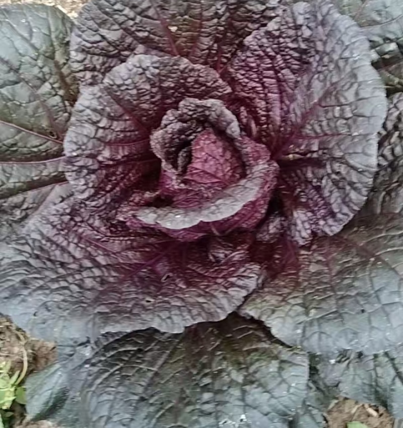 紫白菜