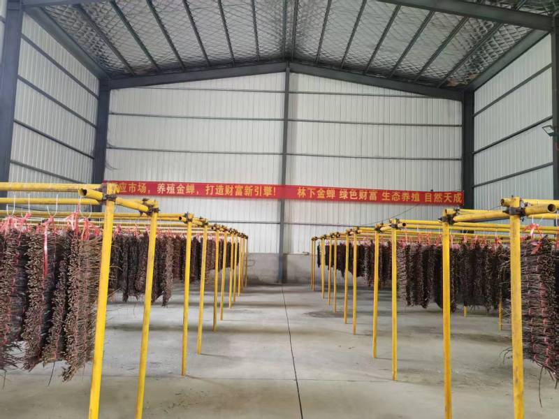 金蝉活蚁孵化基地，金蝉活苗，产地直发，成活率高！技术全程指导