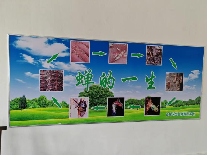 金蝉活蚁孵化基地，金蝉活苗，产地直发，成活率高！技术全程指导